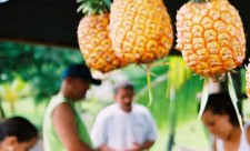 Pineapple Exports Costa Rica
