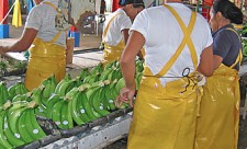 banana exports latin america