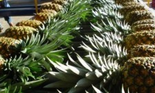 costa rica pineapple shipment