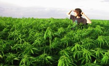 marijuana