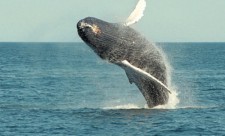 Humpback Whales Costa rica
