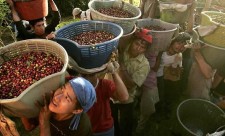 exotic coffee producers in central america