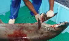 shark finning