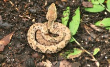 Costa Rica Snakebite