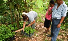 growing coffee in costa rica
