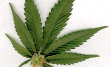 Marijuana Legalization Costa Rica