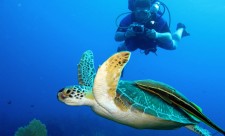 Costa Rica Best Scuba Diving Spots