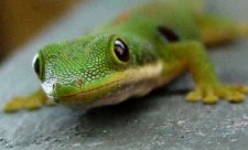 Geckos in Costa Rica