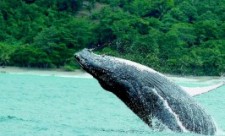 Costa Rica Osa Whale