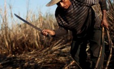 Sugar Cane Worker Costa Rica