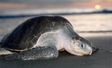 Sea Turtles Costa Rica