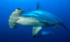 Costa Rica Hammerhead Shark