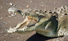 Crocodile Tarcoles River Costa Rica