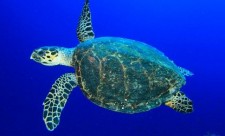 Hawksbill Sea Turtle Costa Rica