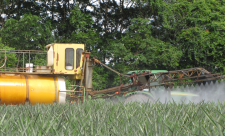 Pineapple fields fumigation by forest in Costa Rica