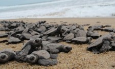 Costa Rica Turtles