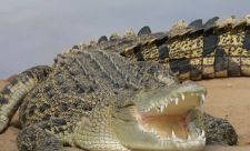 Costa Rica Crocodiles