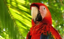Scarlet Macaw at Playa Nicuesa Rainforest Lodge