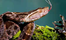 fer-de-lance snake Costa Rica