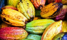 Cacao pods