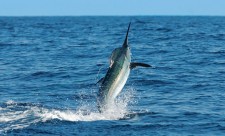Costa Rica Sport Fishing