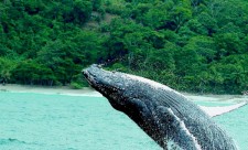 Whale Watching Costa Rica
