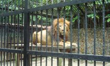 Simon Bolivar Zoo Costa Rica