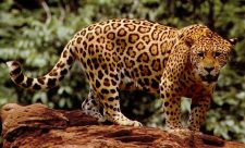 corcovado national park endangered species
