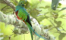 Los Quetzales National Park Costa Rica