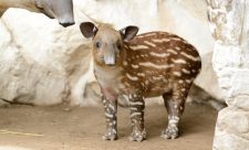 Costa Rica Endangered Species - Tapir