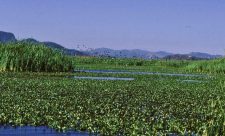 Guanacaste Wetlands