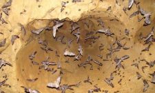 Costa Rica Rabies