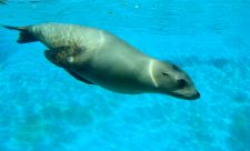 Sea Lions