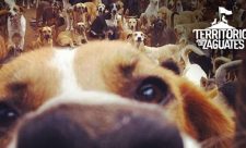 Costa Rica Dog Shelter