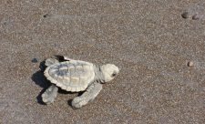 Turtles Nesting Season Costa Rica