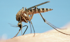 Malaria Costa Rica