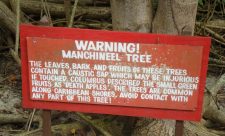 Toxic Tree Manchineel Costa Rica