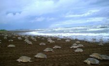 Turtles Ostional Costa Rica