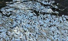Dead Fish Nicoya Gulf Costa Rica