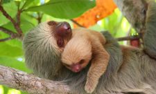 Manuel Antonio Park Costa Rica