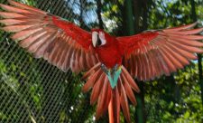 Macaw Sanctuary Costa Rica