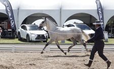 Costa Rica Spanish purebred horses