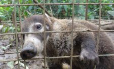 Costa Rica Ecotourism Volunteer Programs