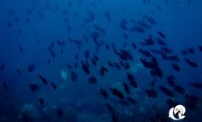 Costa Rica Ocean Protection
