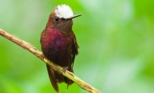 Birdwatching Hotspots Costa Rica