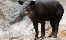 Costa Rica Hunters Tapirs