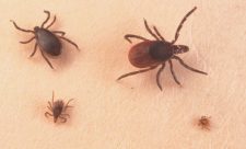 Costa Rica bacteria ticks
