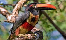 Central America birdwatching