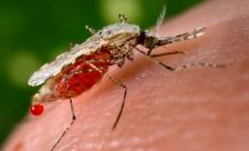 Costa Rica Malaria