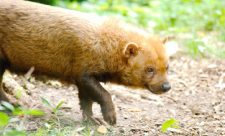 Costa Rica Bush Dog